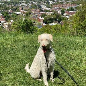 Meet your Posher, Casey